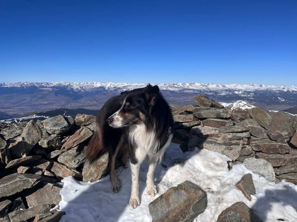 Winter Wisdom from Gandhi: Dog-Friendly Snow Adventures